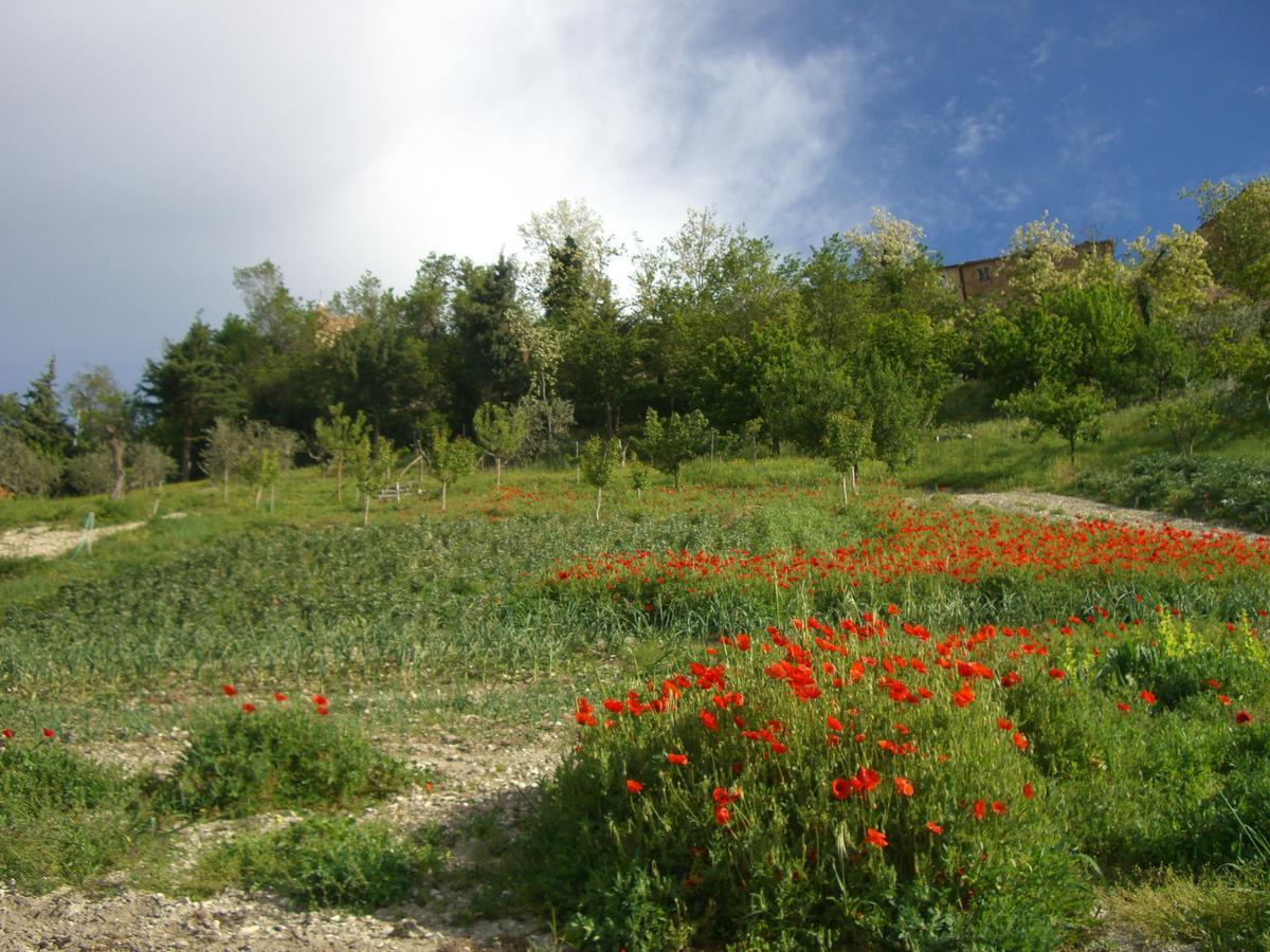 Agriturismo Pozzuolo Serrungarina Екстер'єр фото